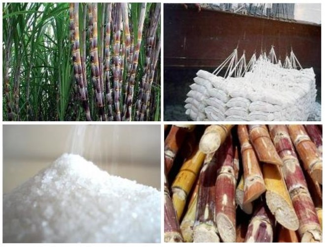 Việt Nam áp thuế chống bán phá giá lên sản phẩm đường mía của Thái Lan